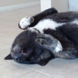 Meet your Posher, Susan